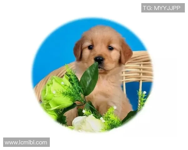 足球明星与可爱狗狗亲密合影展现温馨时刻的精彩瞬间